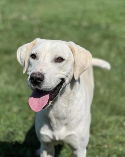 🐾 Belche sucht sein Zuhause ♥