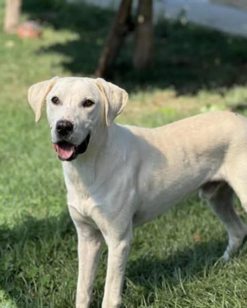 🐾 Belche sucht sein Zuhause ♥