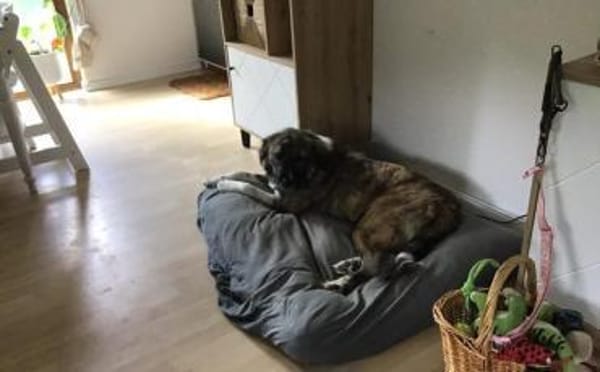 Lilli sucht ein ruhiges Zuhause