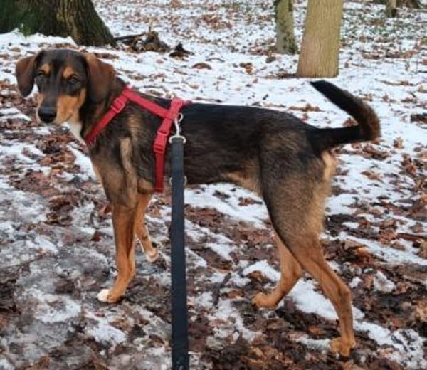 Sanio  ein Traumhund auf vier Pfoten