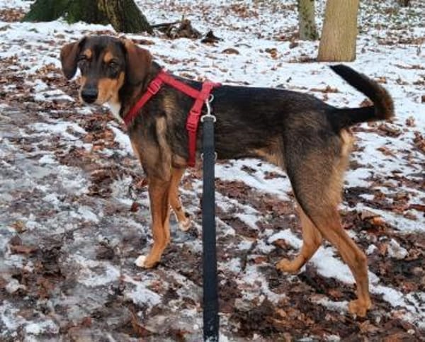 Sanio  ein Traumhund auf vier Pfoten