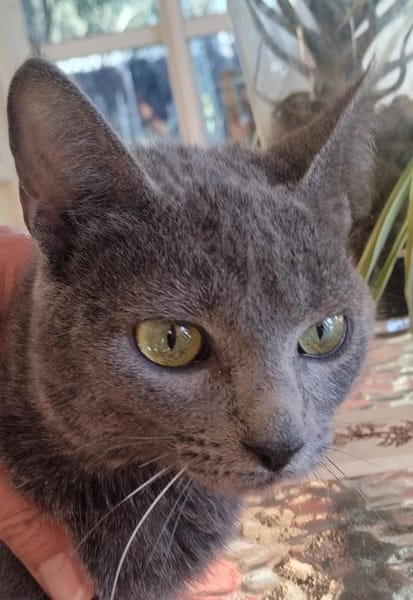 Ataxie-Kätzchen Tapeni in FFM (ALO)