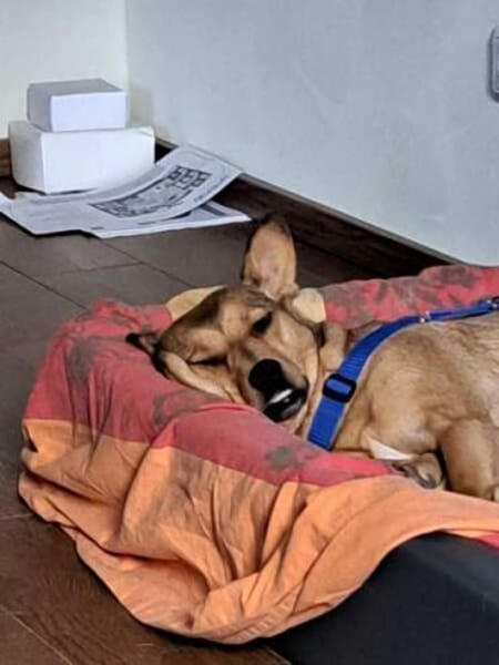 PICCOLA * sucht Frauchen z Pferdestehlen