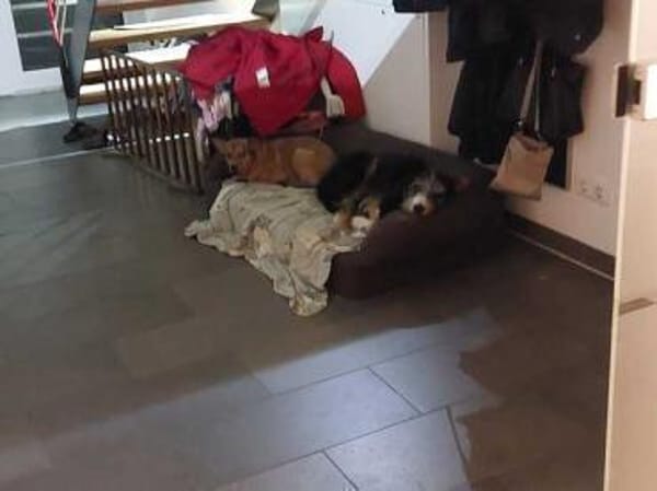 PICCOLA * sucht Frauchen z Pferdestehlen