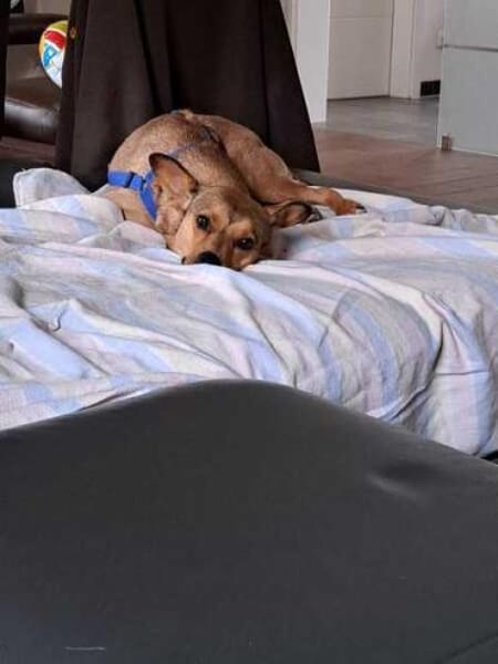 PICCOLA * sucht Frauchen z Pferdestehlen