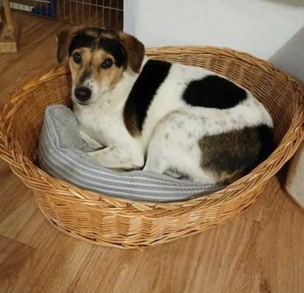 Pepper - auf Pflegestelle in Birnbach