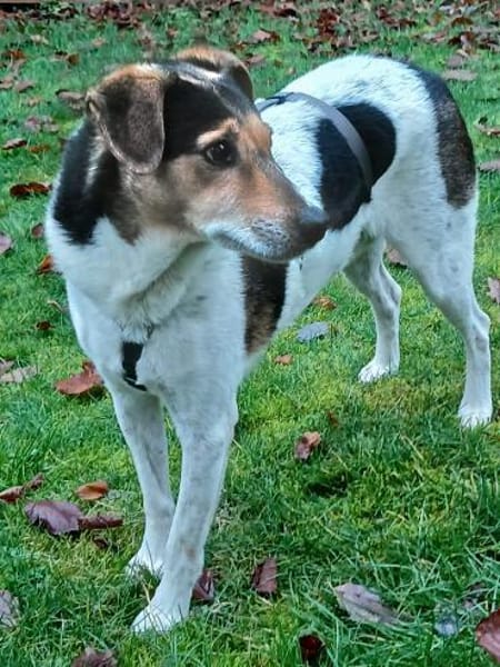 Pepper - auf Pflegestelle in Birnbach