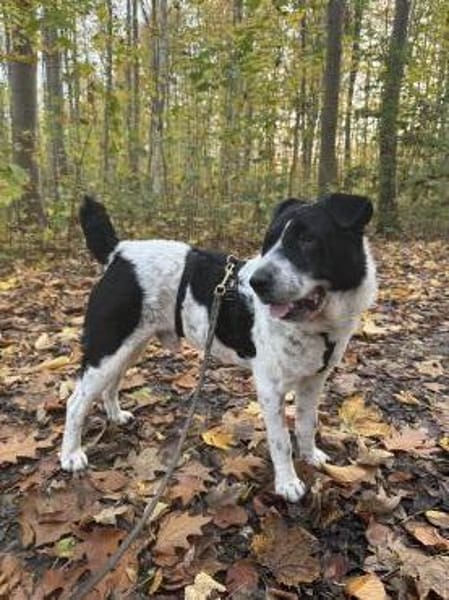 Bandit - wartet in Köln auf sein Zuhause