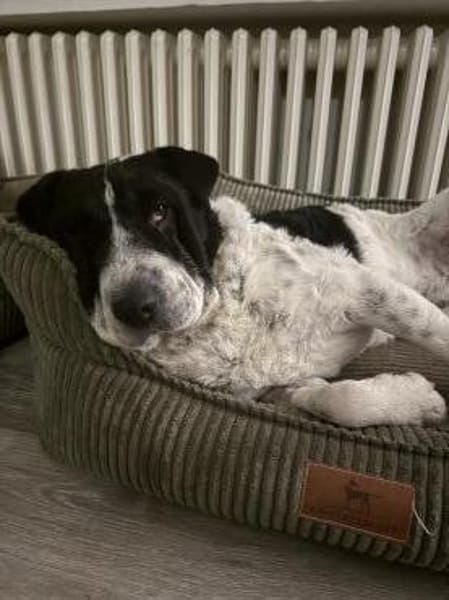 Bandit - wartet in Köln auf sein Zuhause