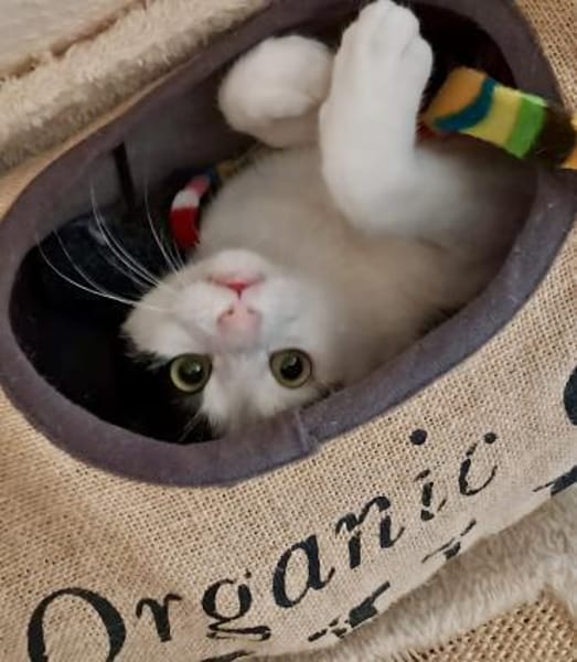 lieb u. süß Freddy mit Handicap Rheingau