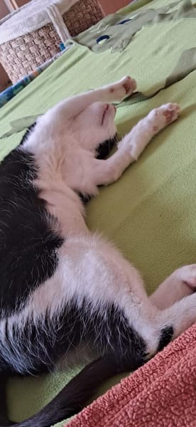 lieb u. süß Freddy mit Handicap Rheingau