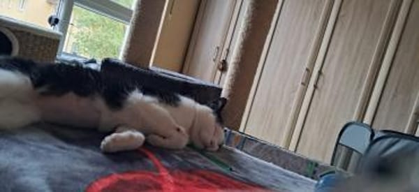 lieb u. süß Freddy mit Handicap Rheingau