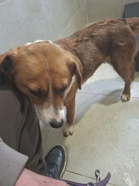 Oda sucht ihr Zuhause