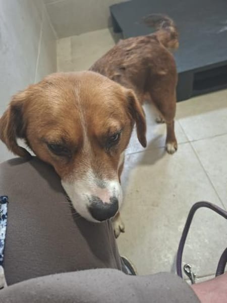 Oda sucht ihr Zuhause