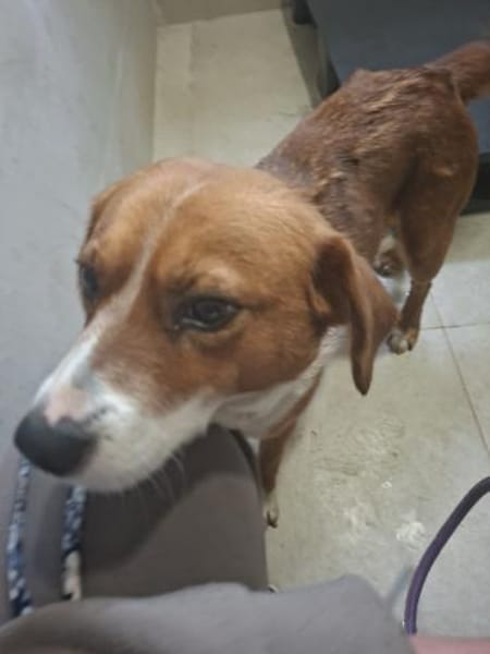 Oda sucht ihr Zuhause