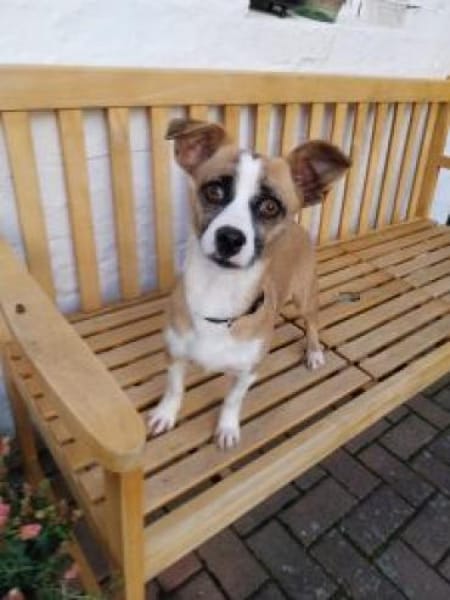 Jyta 35 cm (Pflegestelle)