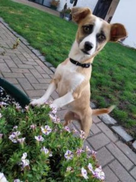 Jyta 35 cm (Pflegestelle)