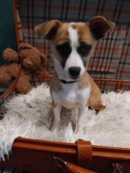 Jyta 35 cm (Pflegestelle)