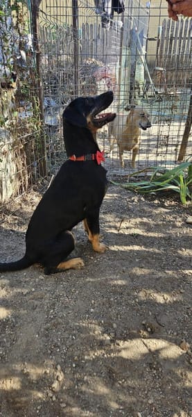 Velcro, Junghund sucht Zuhause