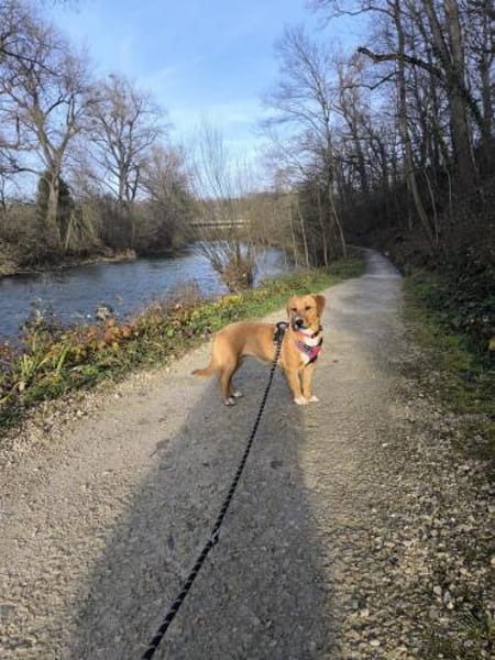 Süße Bailey sucht ein Zuhause