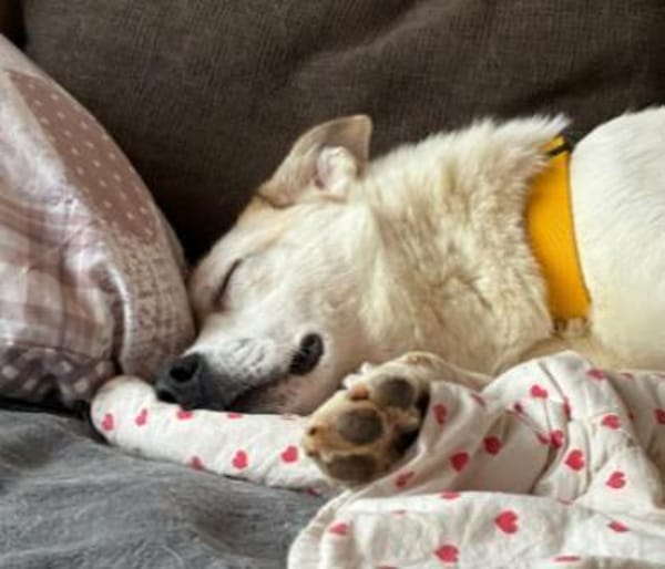 süsser,lustiger Kuchen sucht sein Zuhaus