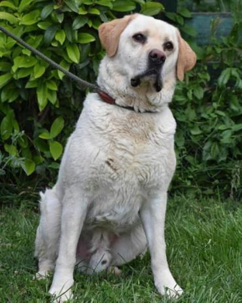 MOZART  der große, sanfte Herzenshund!