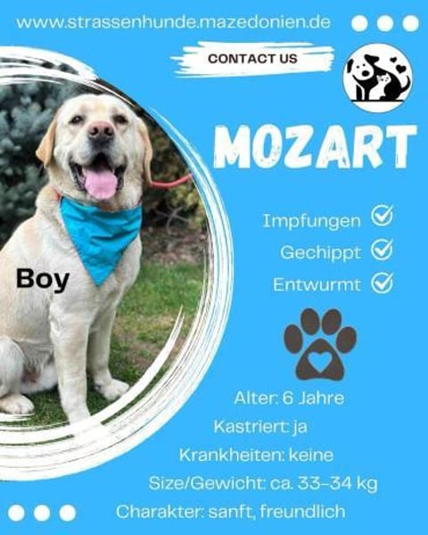 MOZART  der große, sanfte Herzenshund!