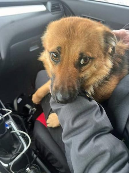 Herzenshündin Missy sucht ihr Glück