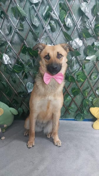 Herzenshündin Missy sucht ihr Glück