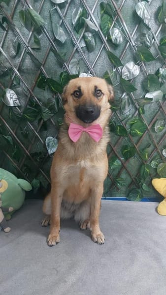 Herzenshündin Missy sucht ihr Glück