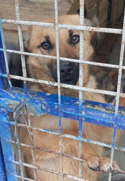 Herzenshündin Missy sucht ihr Glück