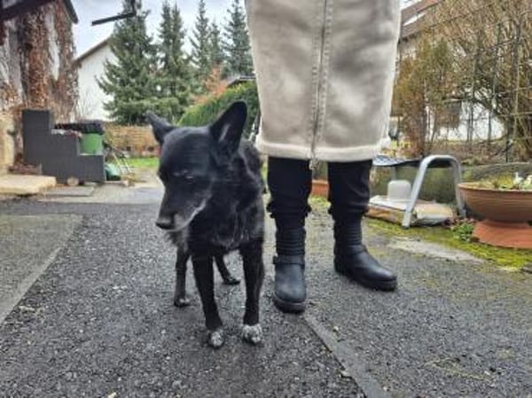 ❤Zaga sucht einen Gnadenbrotplatz!