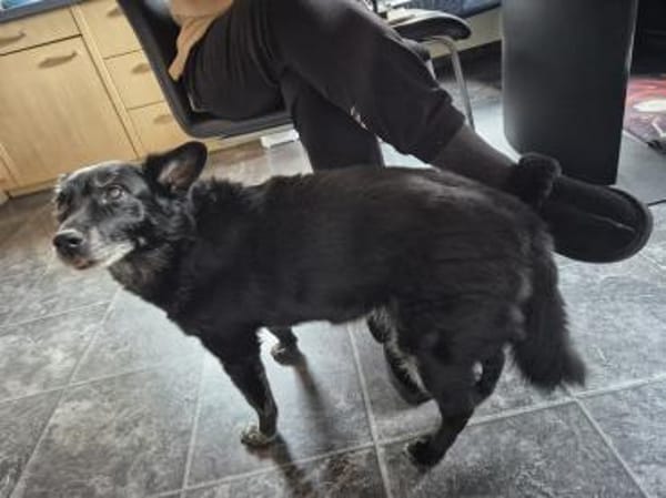 ❤Zaga sucht einen Gnadenbrotplatz!