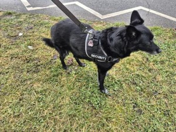 ❤Zaga sucht einen Gnadenbrotplatz!