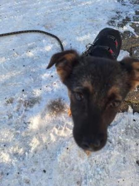 Max - liebenswerter Welpe sucht dich