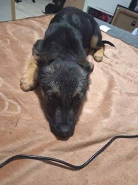 Max - liebenswerter Welpe sucht dich