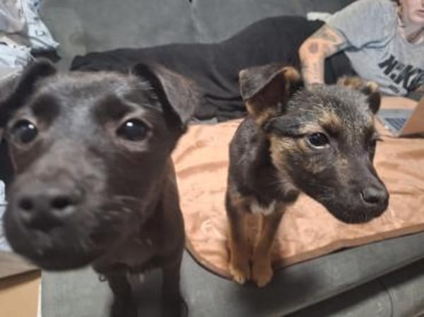 Max - liebenswerter Welpe sucht dich