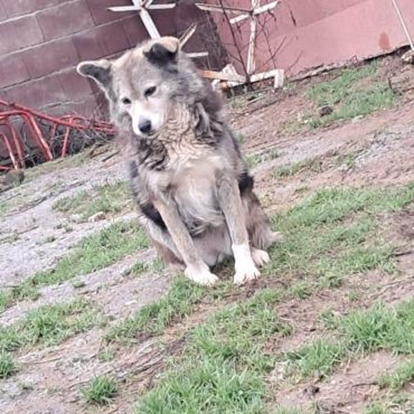 🌸 Lady  die sanfte Husky-Schäferhundin