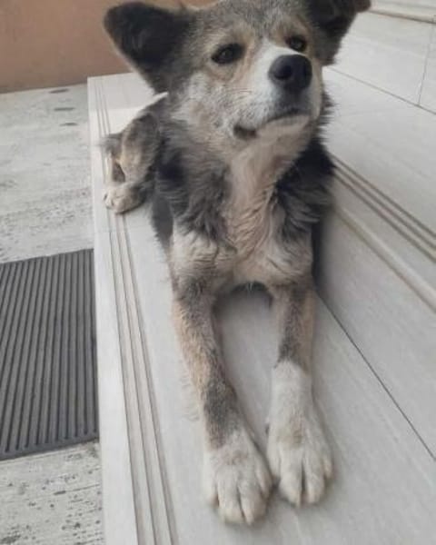 🌸 Lady  die sanfte Husky-Schäferhundin