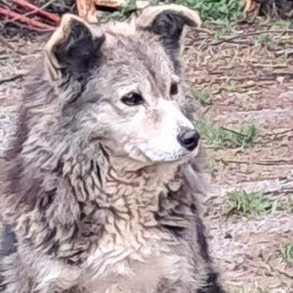 🌸 Lady  die sanfte Husky-Schäferhundin