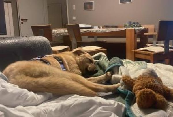 junge Millie auf Pflegestelle in 91217