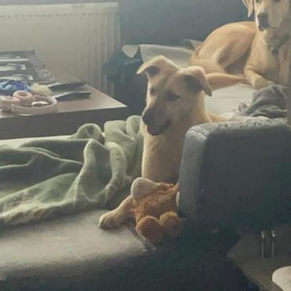 junge Millie auf Pflegestelle in 91217