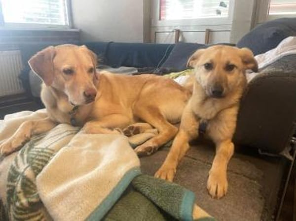 junge Millie auf Pflegestelle in 91217