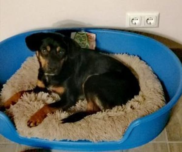 Eddie, toller Familienhund geb. 2021