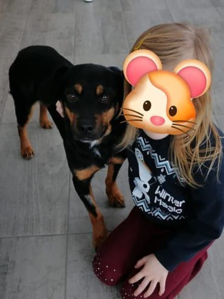 Eddie, toller Familienhund geb. 2021