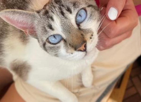 Pechvogel Celeste in Niddatal (ALM)