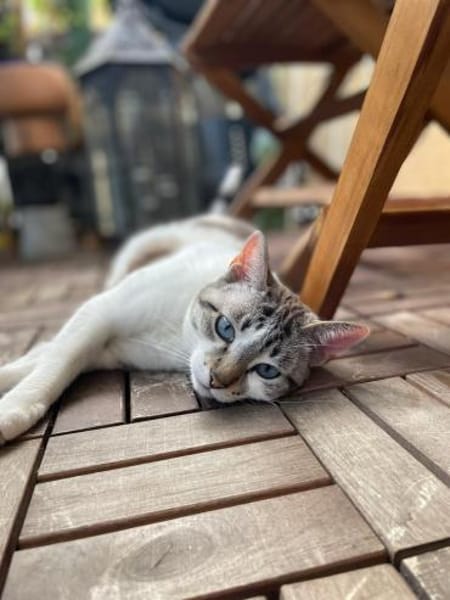 Pechvogel Celeste in Niddatal (ALM)