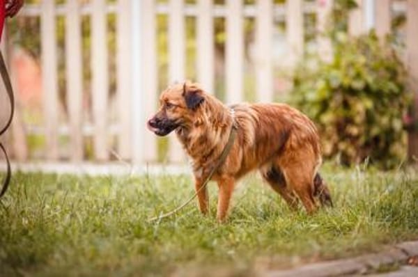 süßer lieber hübscher Kieron