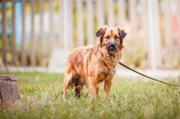 süßer lieber hübscher Kieron