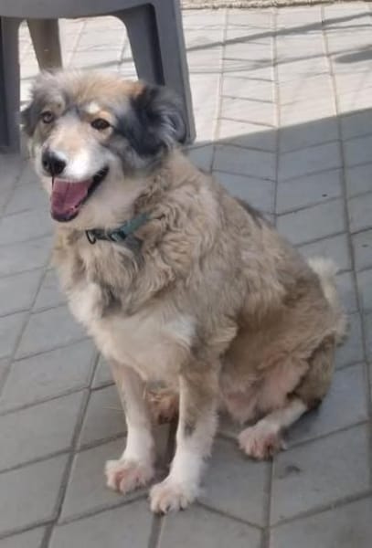 Yvette, fröhliche Hündin sucht Familie